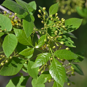 Leaves of the Common Hoptree are compound, trifoliate. Leaves are dark green, lustrous on the surface, duller on the underside. Ptelea trifoliata